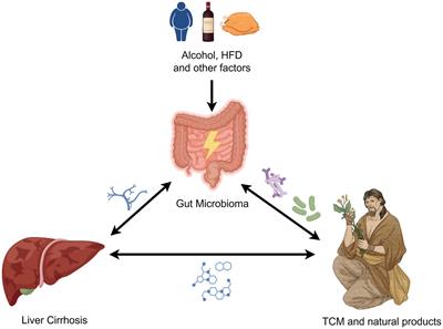 Potential mechanisms of traditional Chinese medicine in the treatment of liver cirrhosis: a focus on gut microbiota